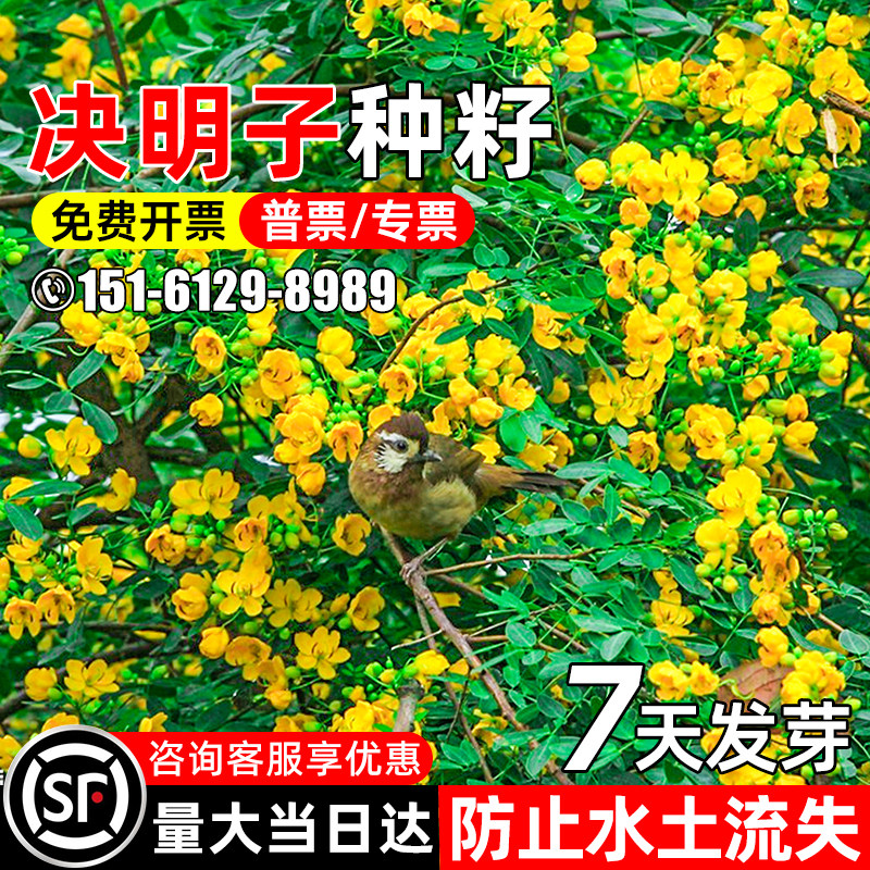 决明子护坡固土矿山复绿边坡绿化