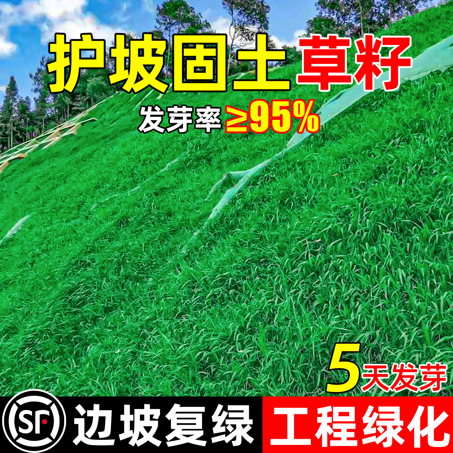 四季常青草坪草籽护坡固土边坡工程绿化生态复绿狗牙根黑麦草种子