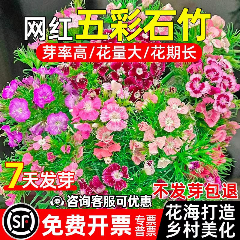 五彩石竹花种籽花海造景乡村美化