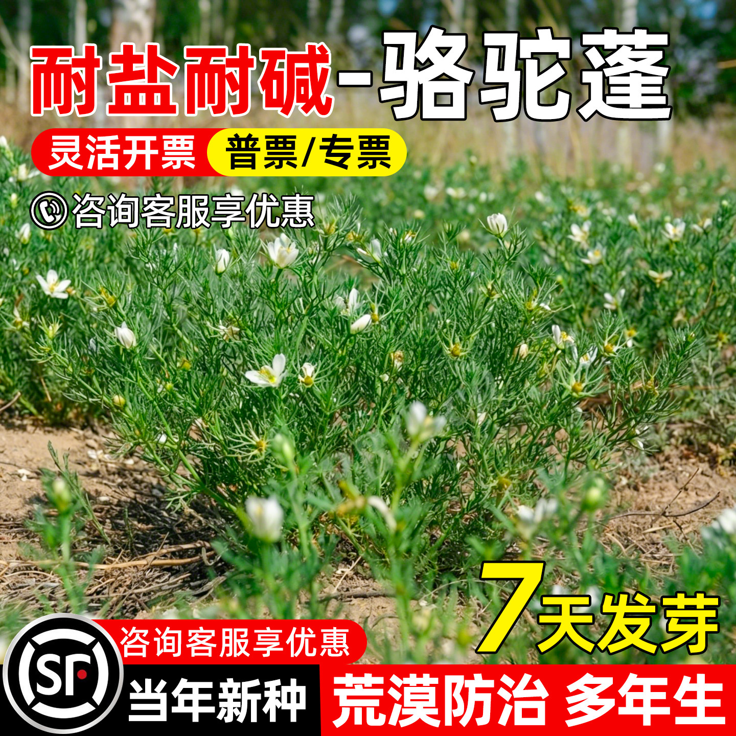 骆驼蓬草种子耐贫瘠防风固沙荒漠