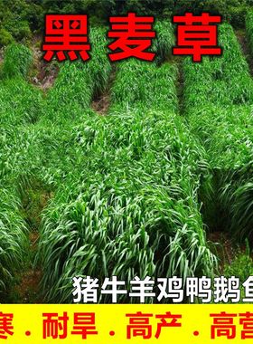 黑麦草种籽子种多年生耐寒四季牧草种子畜牧养殖草种喂鸡牛羊鱼草