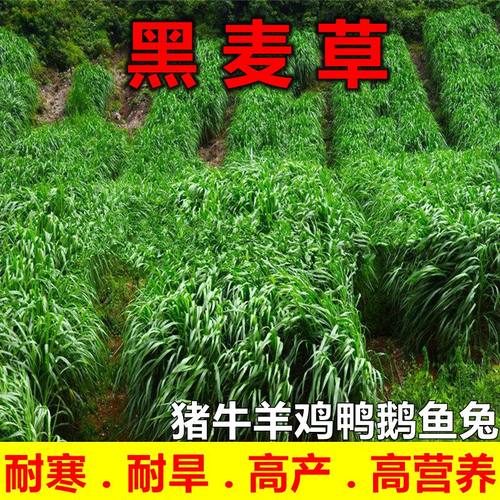 黑麦草种籽四季高产牧草种子耐寒