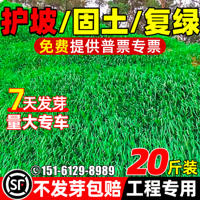 四季常青护坡草籽边坡绿化草种子