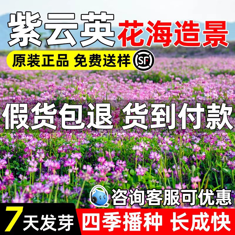 紫云英种籽果园绿肥高产牧草种子