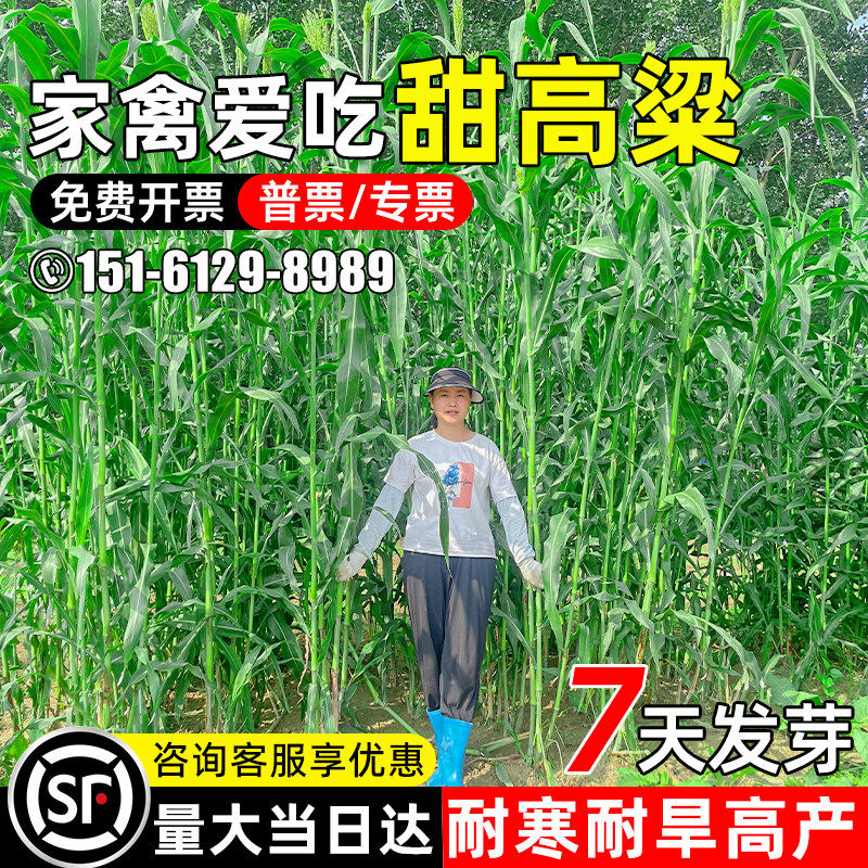 甜高粱种籽多年生牧草饲料草籽
