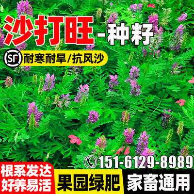 沙打旺种子四季高产多年生高蛋白