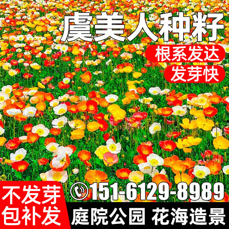 虞美人花种子四季播种庭院别墅公园景区花海景观花籽野花组花种籽