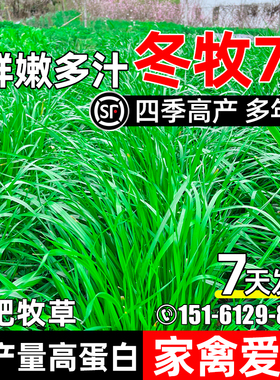 冬牧70黑麦草种子四季高产牧草种籽多年生畜牧养殖家禽喜食高蛋白