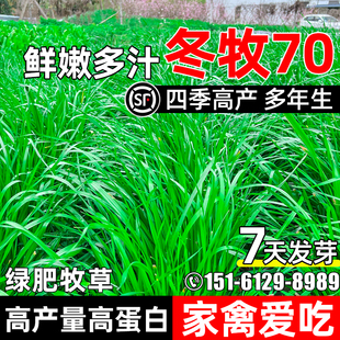 冬牧70黑麦草种子四季高产牧草种籽多年生畜牧养殖家禽喜食高蛋白