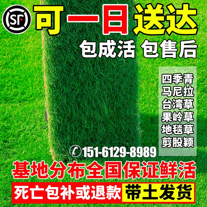 草皮真草坪带泥土别墅台湾草马尼拉草皮带土花园绿化四季青果岭草