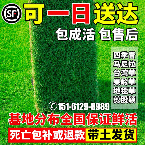 带土真草坪马尼拉四季青花园绿化