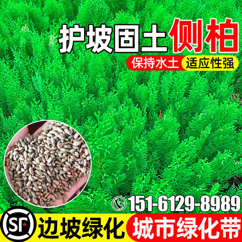 侧柏树护坡固土边坡复绿城市绿化