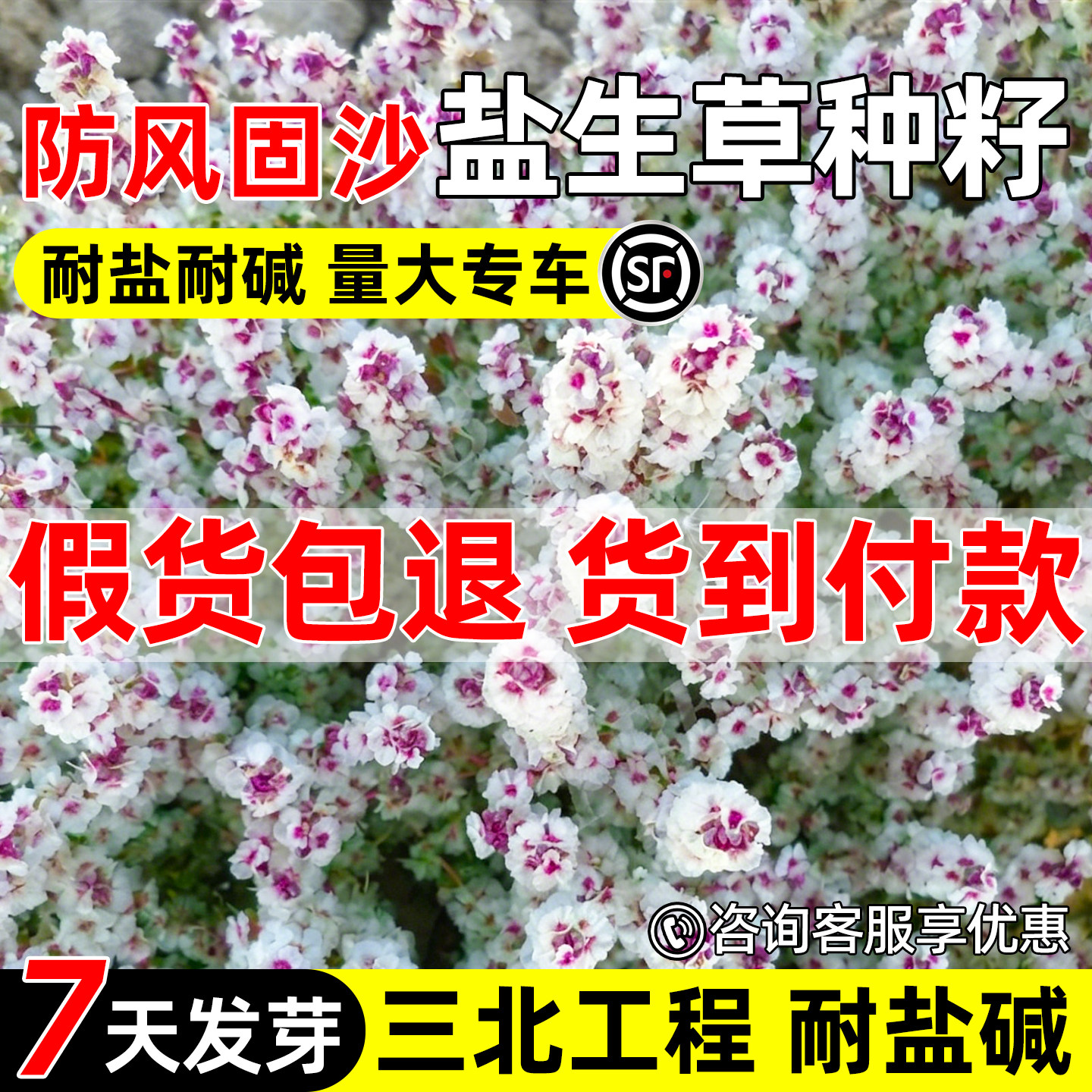 盐生草耐盐耐碱防风固沙生态绿化