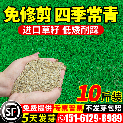 草坪草籽四季常青庭院绿化地毯草