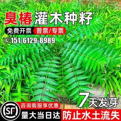 臭椿种子灌木种子护坡造林多年生