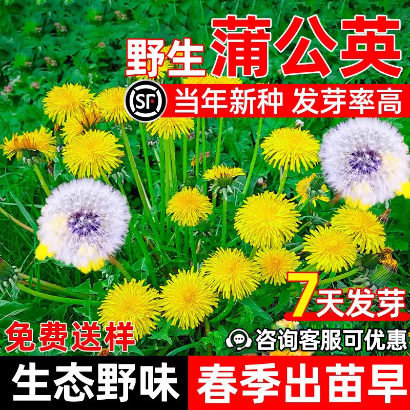 蒲公英种籽野生婆婆丁花种子四季