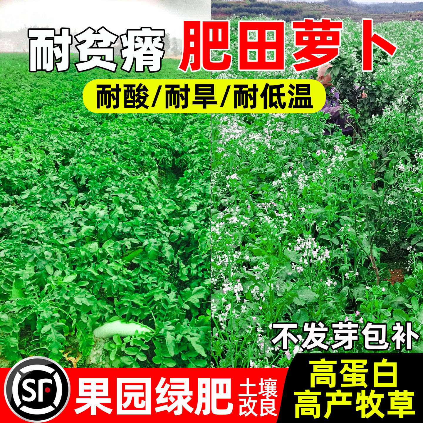 肥田萝卜种籽多年生高蛋白绿肥
