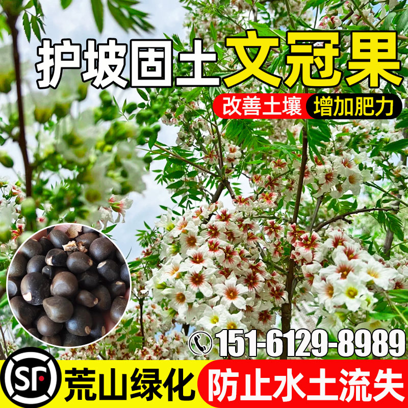 文冠果护坡固土生态修复荒山绿化