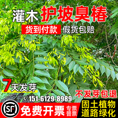 臭椿种子林木四季播种道路绿化