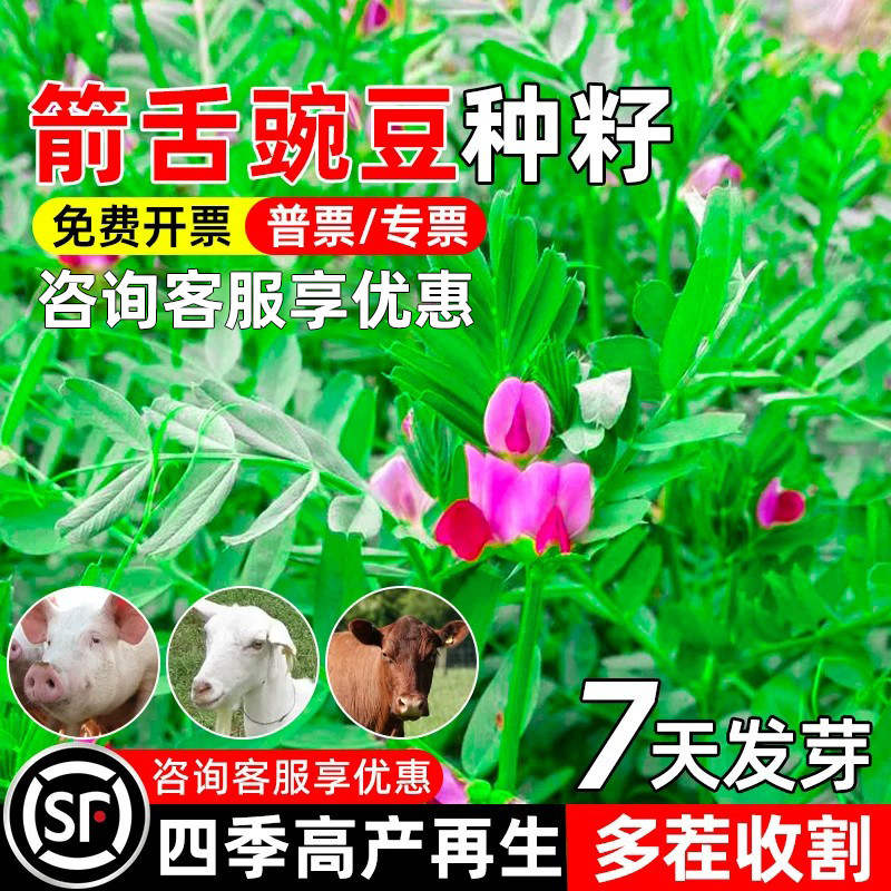箭舌豌豆四季高产高蛋白多茬收割