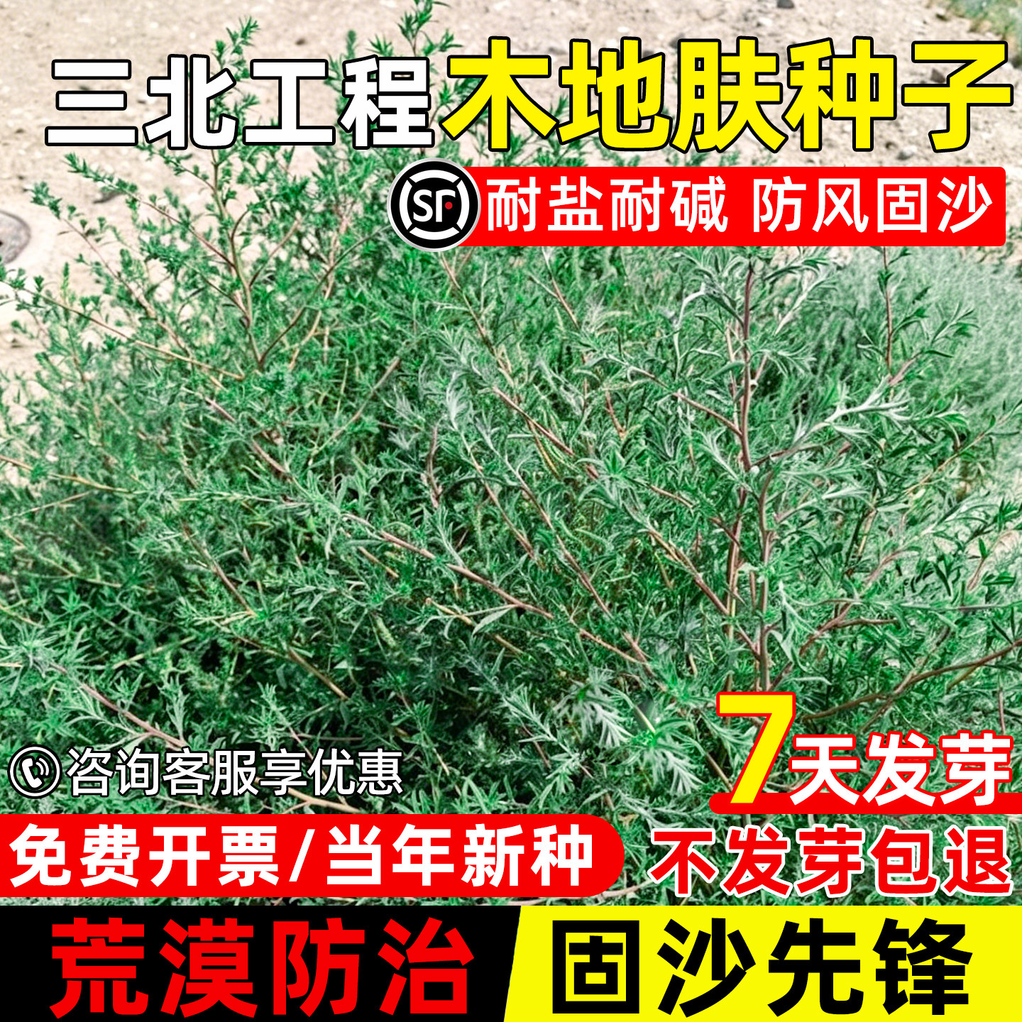 木地肤种子耐盐碱抗风沙荒漠工程