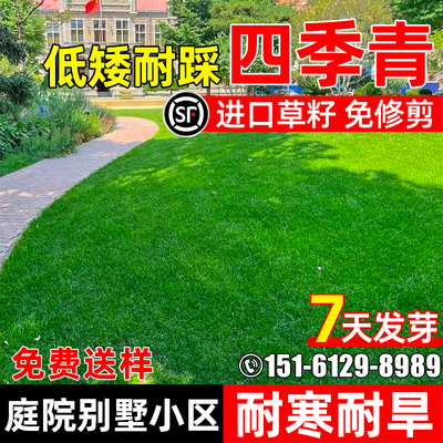 四季常青耐寒耐旱小区绿化耐践踏