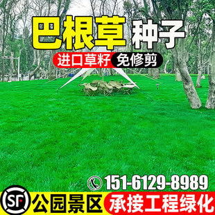 巴根草种子进口矮生免修剪四季常青公园民宿露营工程绿化草坪草籽