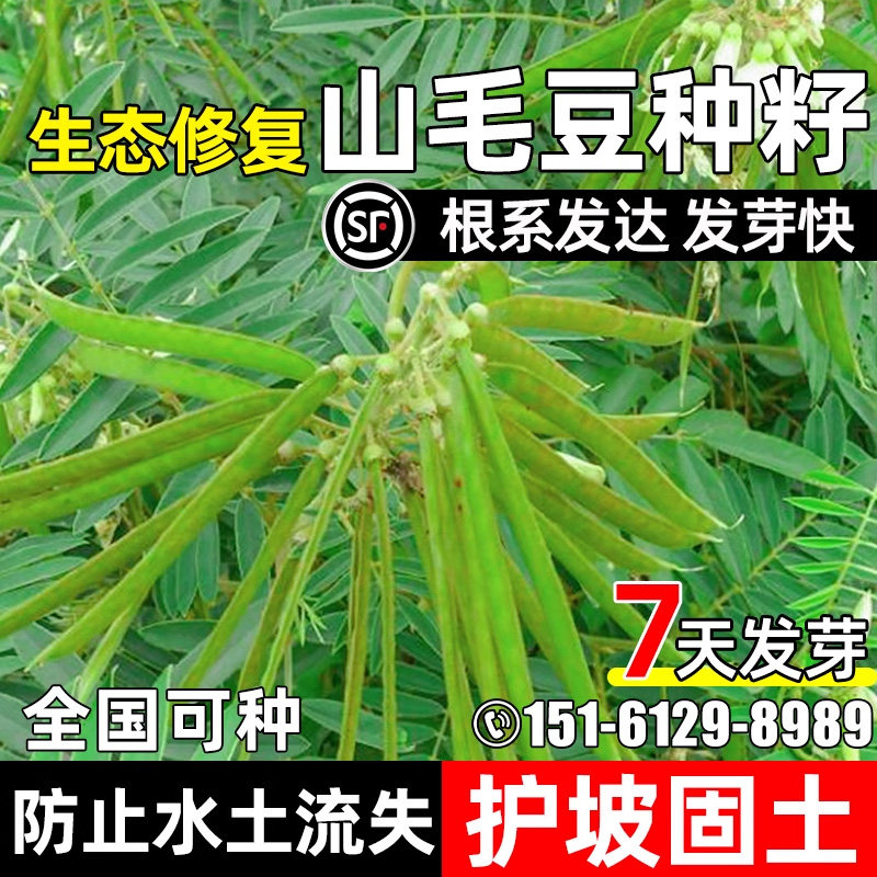 山毛豆种子护坡固土灌木草籽林木