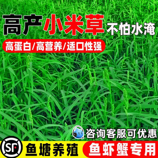 小米草种子四季高产鱼塘养殖鱼虾蟹喜食牧草种籽耐水淹水椑草草籽