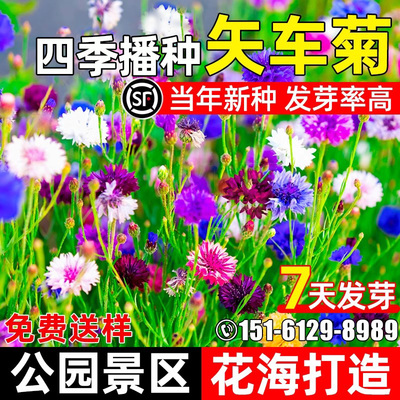 矢车菊花子四季播种公园花海绿化