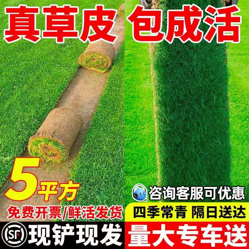 带土真草草坪四季青绿化草皮带土
