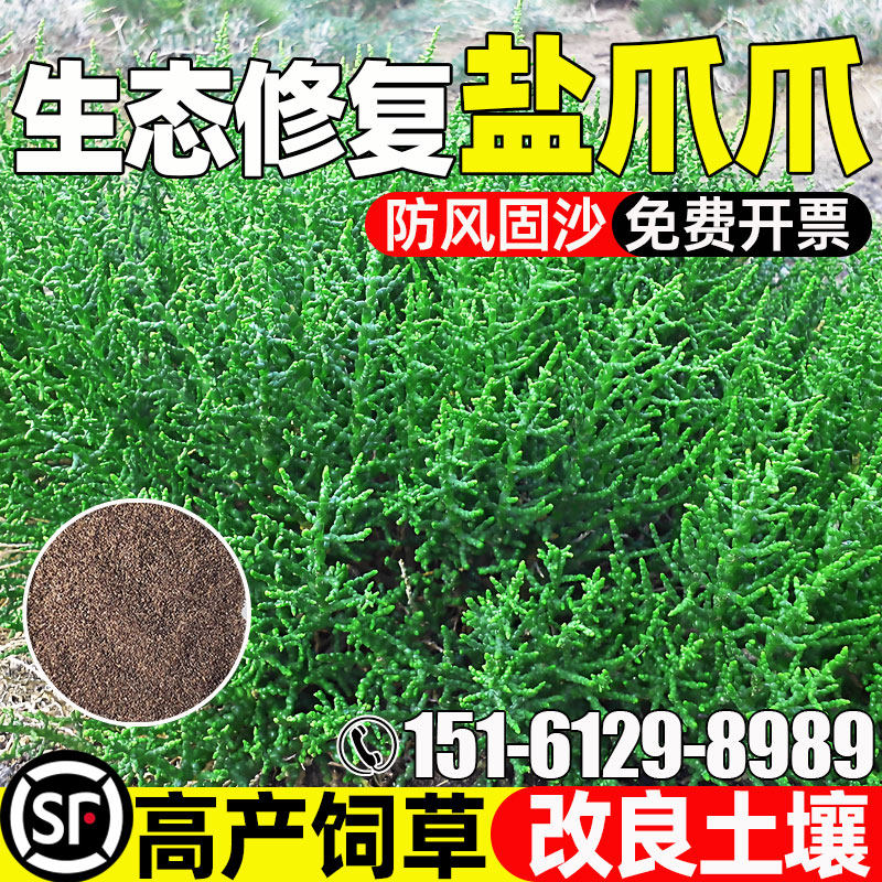 盐爪爪种子耐贫瘠多年生防风固沙