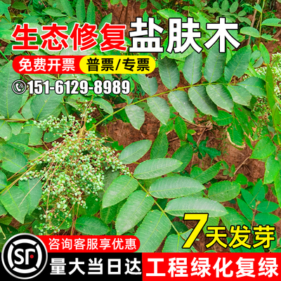 盐肤木种籽荒山覆绿河堤护坡灌木