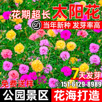 重瓣太阳花种籽四季种植公园花海