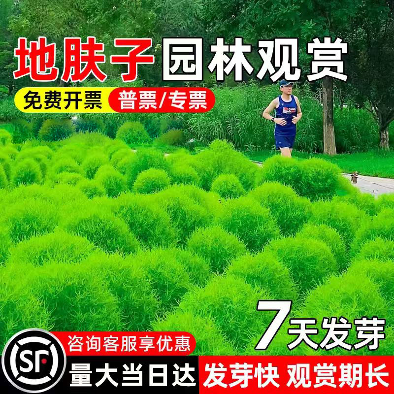 地肤子种籽多年生公园景区绿化园林观赏草籽耐旱耐贫瘠扫帚草种子
