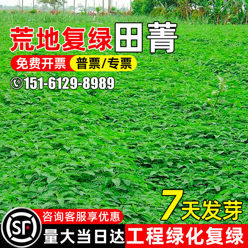 田菁种子耐涝耐旱绿肥种籽耐盐碱