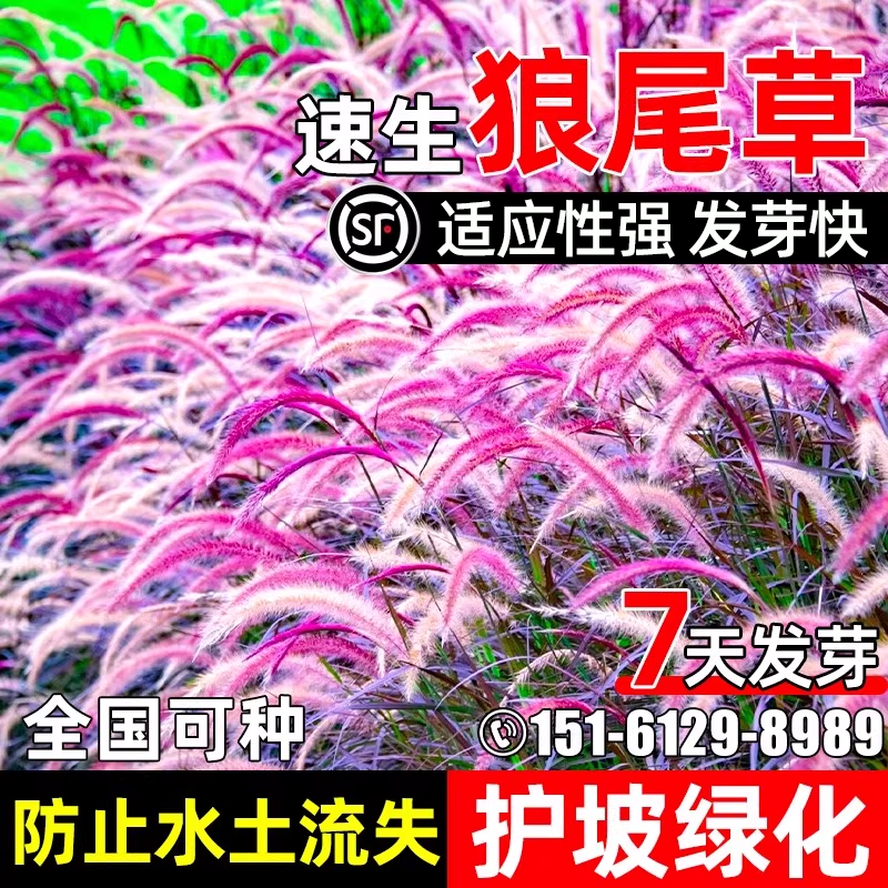 紫穗狼尾草种子多年生护坡固土速生草籽水土保持边坡复绿耐旱种籽