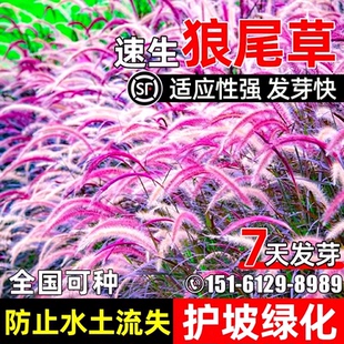 紫穗狼尾草种子多年生护坡固土速生草籽水土保持边坡复绿耐旱种籽