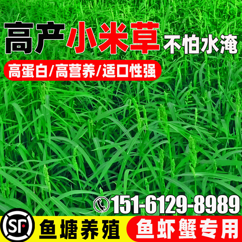 小米草种籽四季高产耐涝耐旱水草籽多年生畜牧养殖鱼虾蟹牧草种子,鲜花速递/花卉仿真/绿植园艺,家庭园艺种子,淘宝优惠券,粉丝福利购,淘宝优惠卷