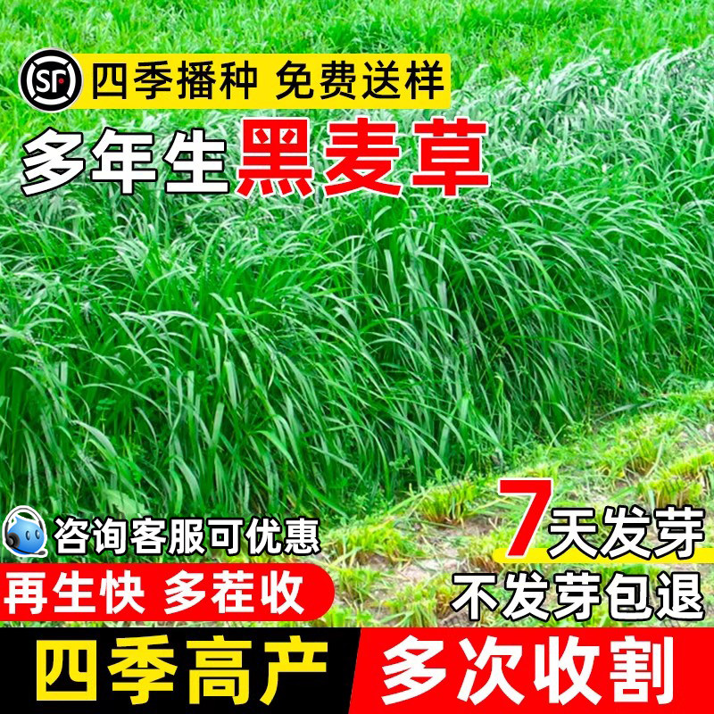 黑麦草种籽多年生四季高产多茬收割耐寒畜牧养殖种鸡鸭牛羊鱼牧草