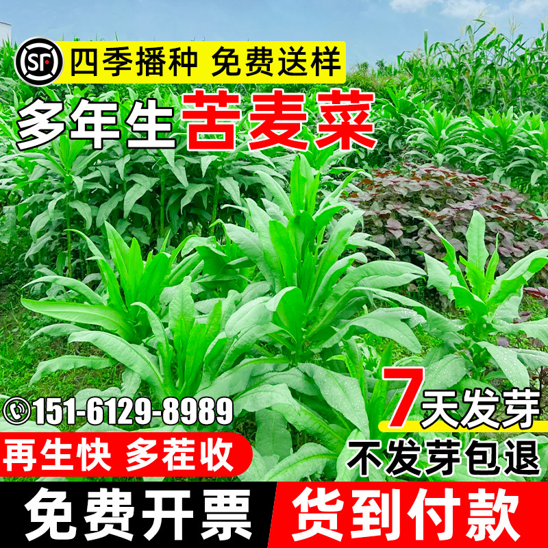 苦麦菜畜牧养殖鲜嫩多汁家禽喜食