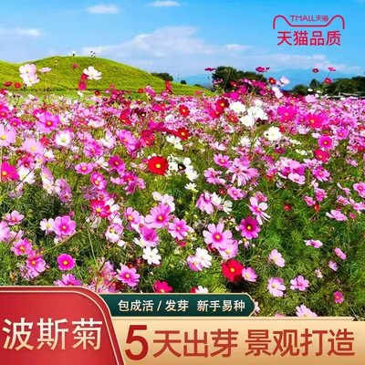 波斯菊四季播种易成活格桑花花籽