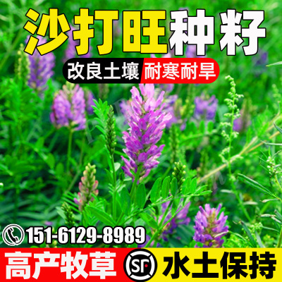 沙打旺四季高产畜牧养殖耐寒耐旱