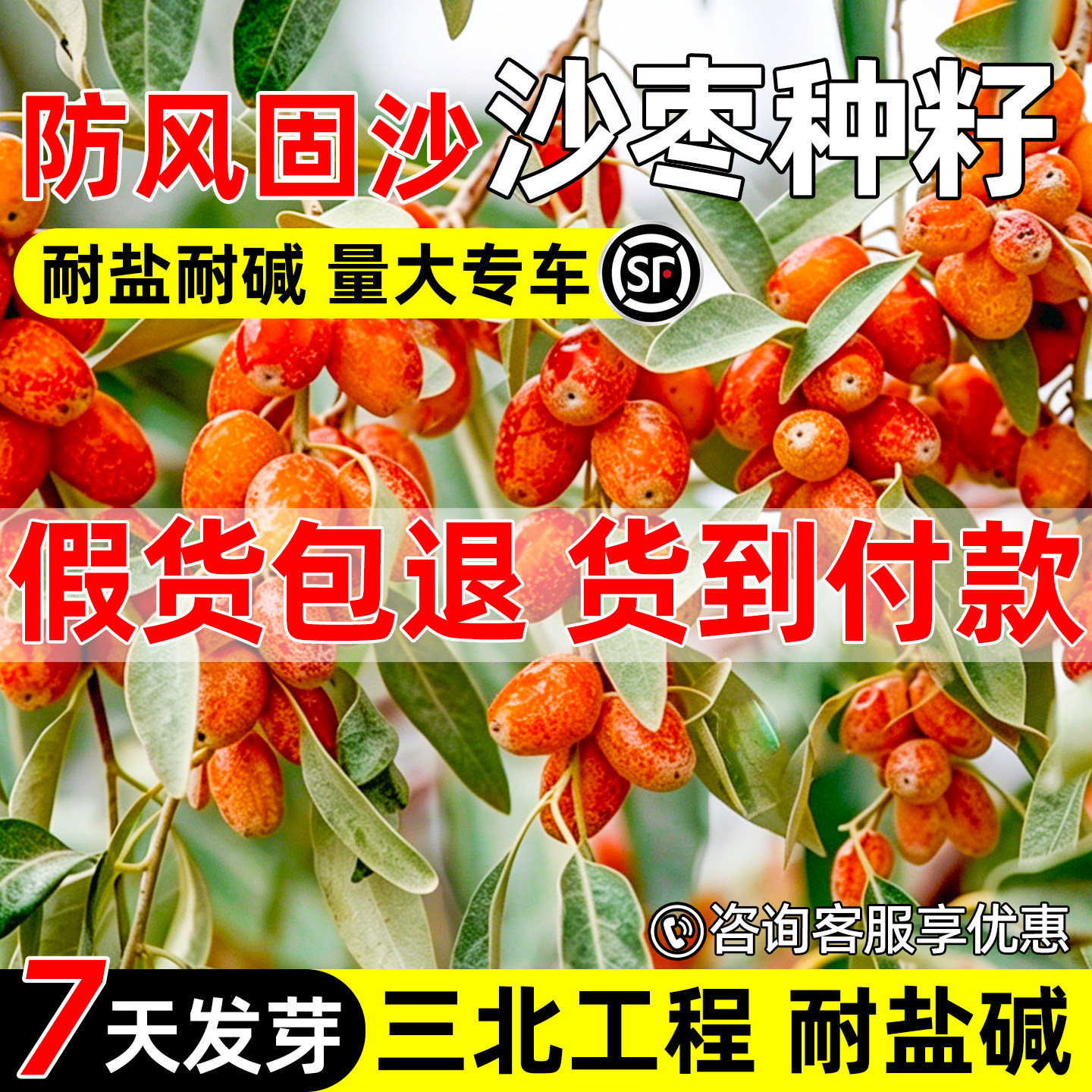 沙枣种子耐旱盐碱防风沙矿山复绿