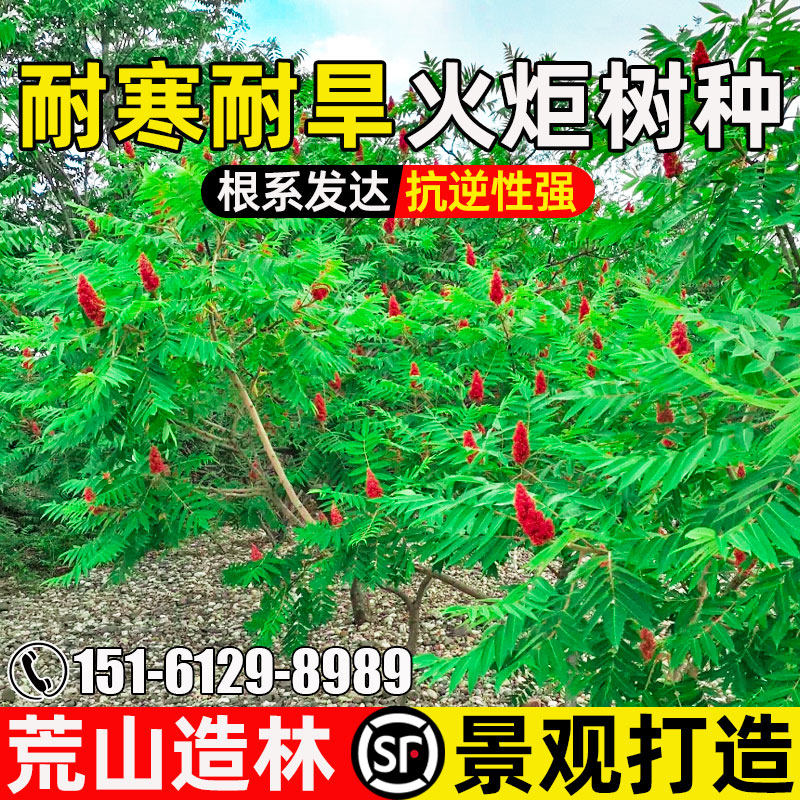 火炬树荒山造林景观打造绿化灌木