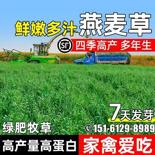燕麦草籽饲用牧草种子畜牧养殖鲜嫩多汁高蛋白四季高产多年生种籽