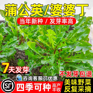 食用蒲公英种子多次采摘野菜婆婆丁四季播种易活室外阳台蔬菜种籽