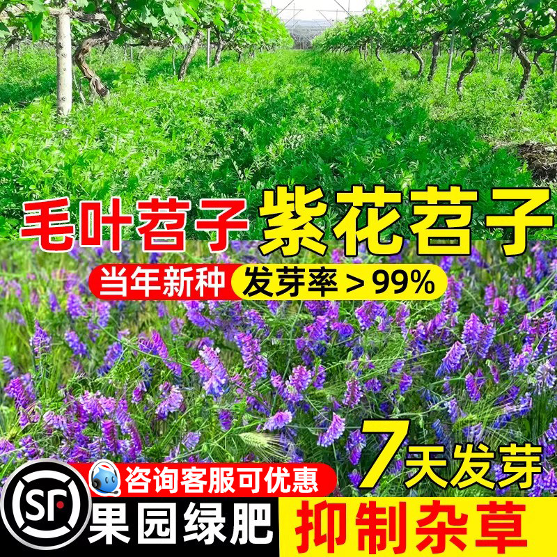 紫花苕子蜜源种子豌豆种子多年生
