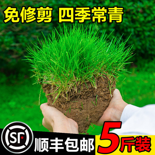 草坪草籽四季常青免修剪种子护坡
