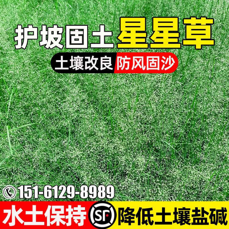 星星草种子护坡固土防风固沙绿化